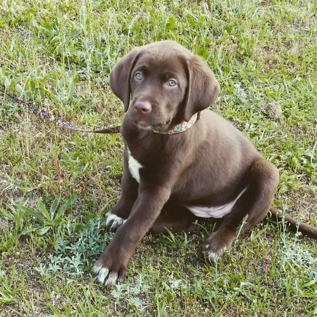 Presenten mascotas.... - 2