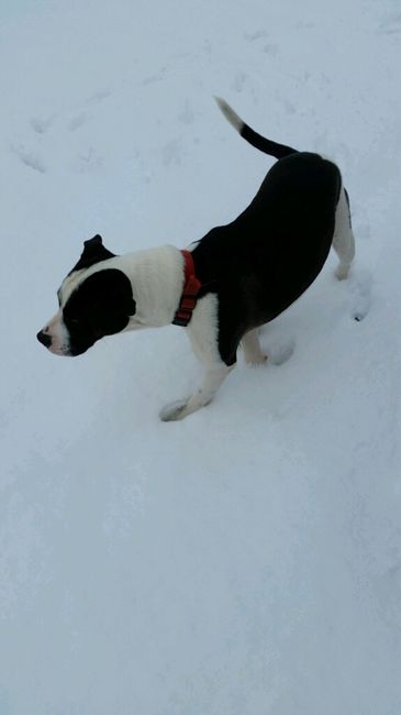 Presenten mascotas.... - 3