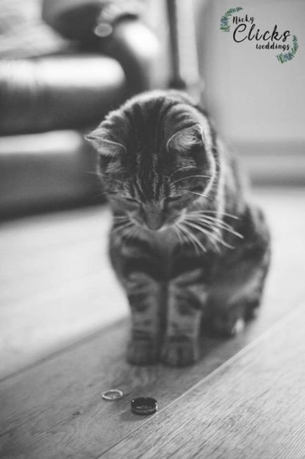 ¿Te vas a tomar fotos de novia con tu mascota? 14