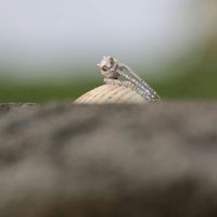 Presuman su anillo jeje - 1