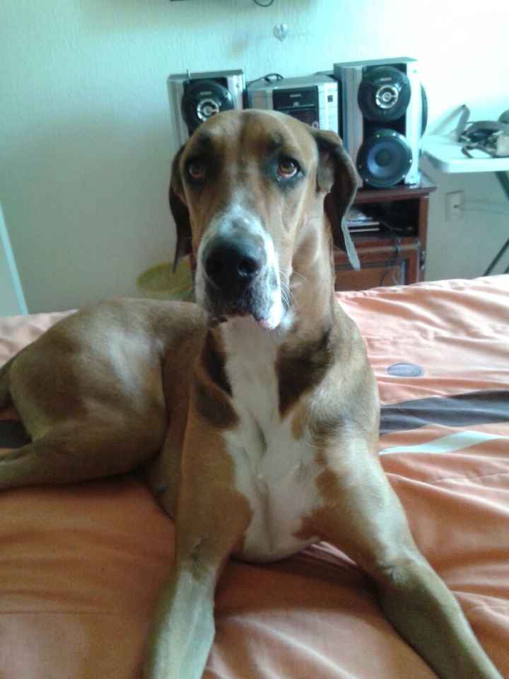 Tiempo de presumir a sus amigos peludos, quien tiene mascotas :d!! - 1
