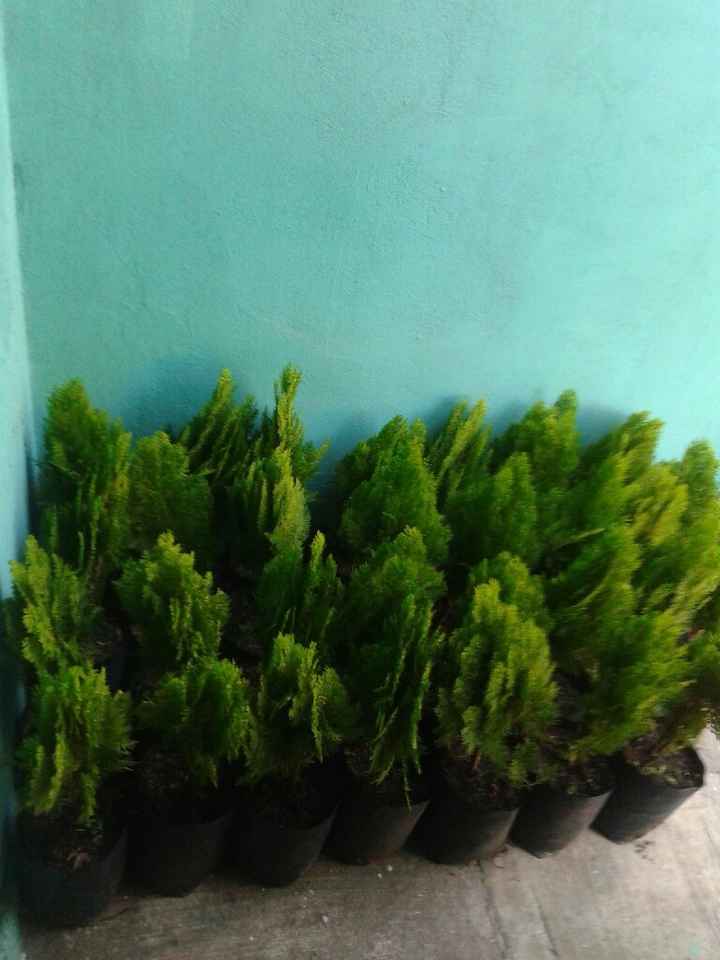 Recuerditos de la boda - 1