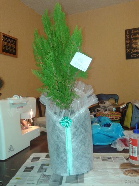 Asi quedaran mis árboles que voy a regalar - 3