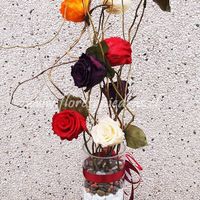 Flores curly