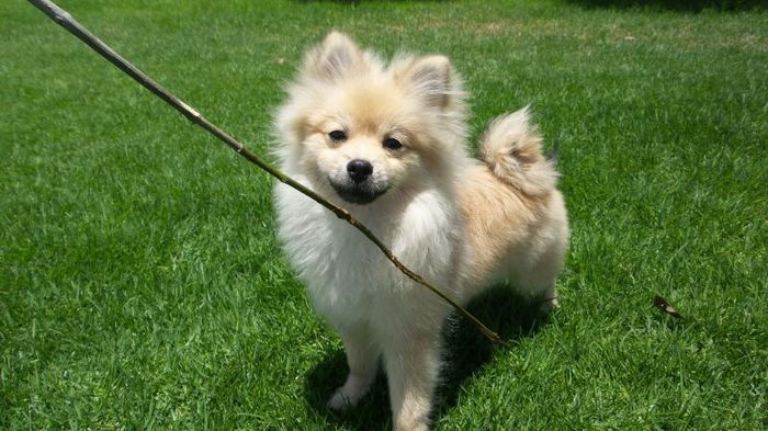 La foto de tu mascota! - 1