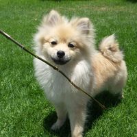 La foto de tu mascota! - 1