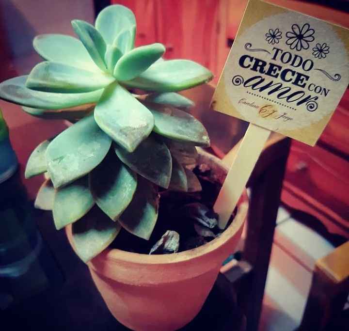 Suculentas como recuerdo - 1