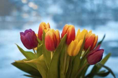 Tulipan