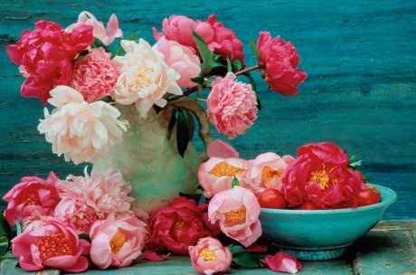 Peonia