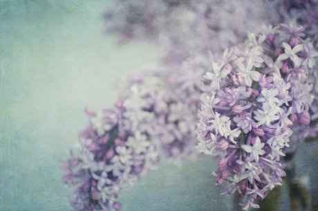 Lilas