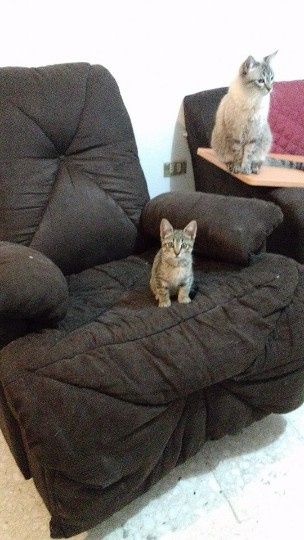 jolly y thor de metiche :p