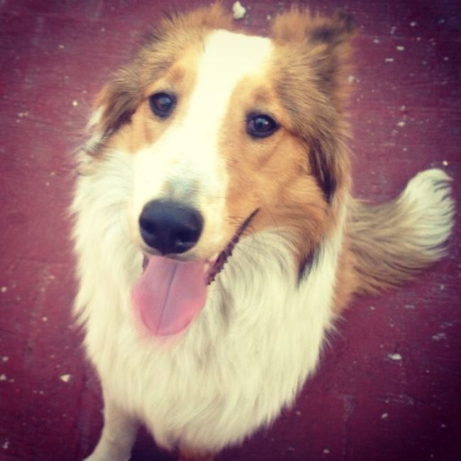 La foto de tu mascota! - 1