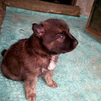 Mascotas en el hogar ¿sí o no? - 1