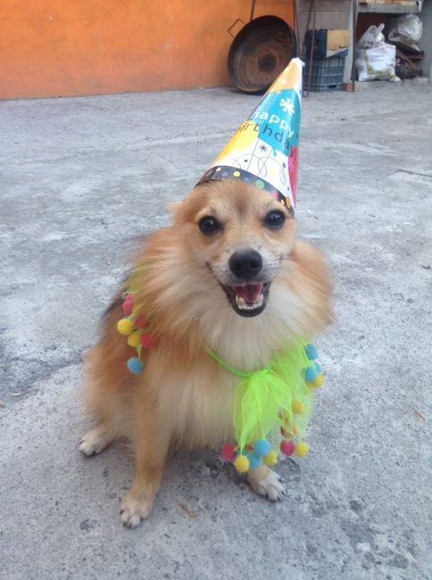 La foto de tu mascota! - 1