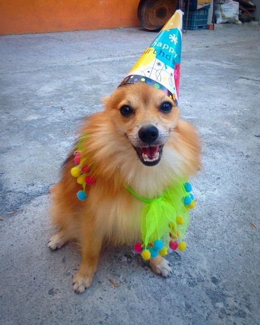 Presenten mascotas.... - 1