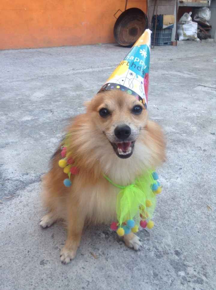 La foto de tu mascota! - 1