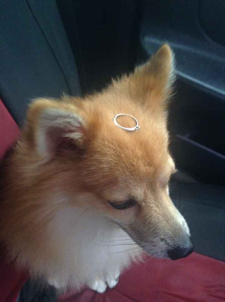 Anillo de compromiso!! - 1