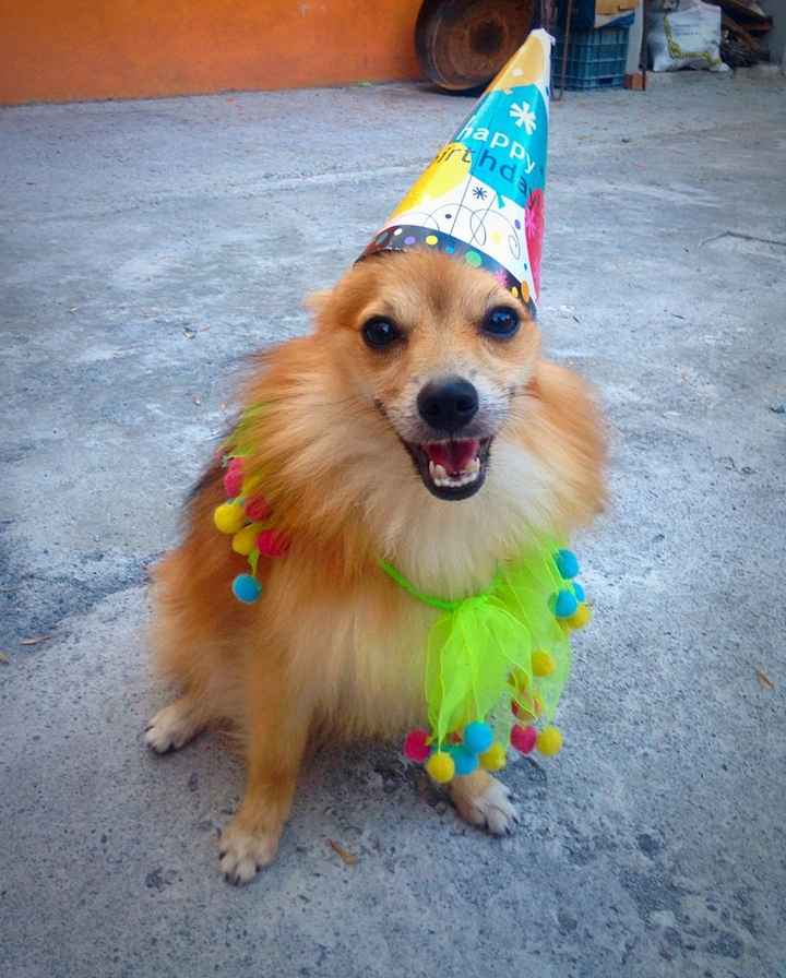 Mascotas en la boda - 1