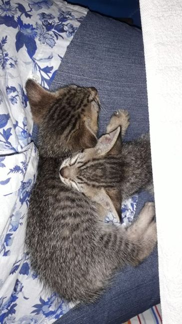 Hola niñas me gustaría saber cómo fue   su pedida de compromiso 😍😍😍 8