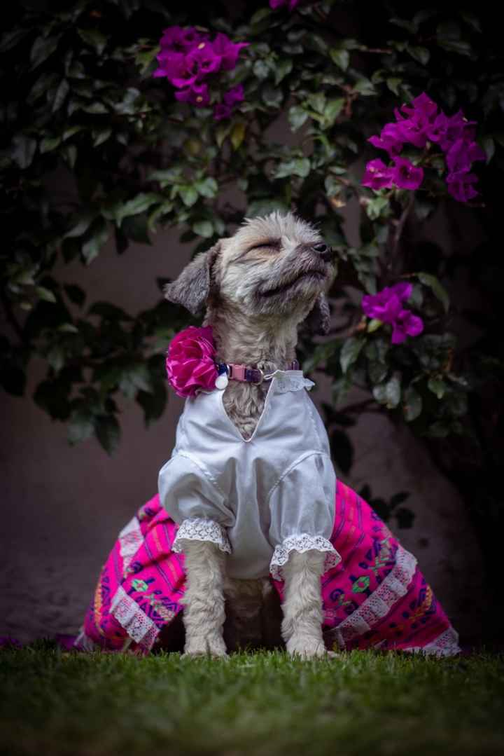 Valora este invitado especial 🐶🐱 - 1