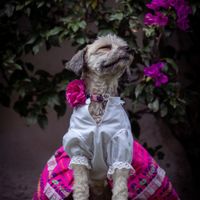 Valora este invitado especial 🐶🐱 - 1