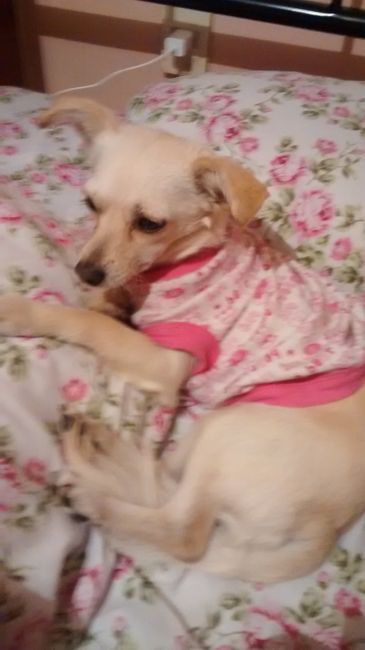 La foto de tu mascota! - 1