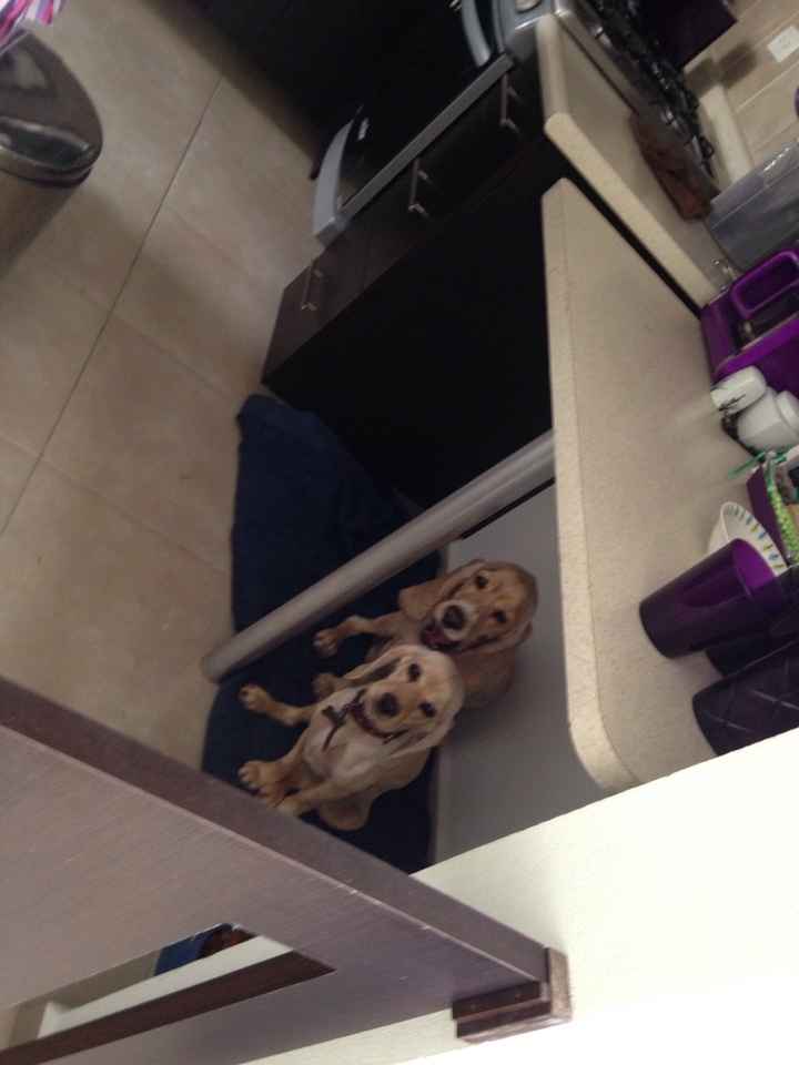 Tiempo de presumir a sus amigos peludos, quien tiene mascotas :d!! - 1