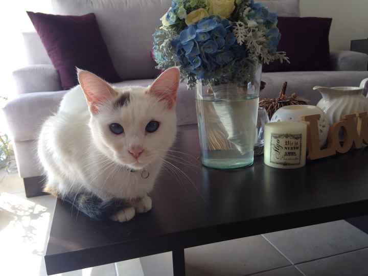 Tiempo de presumir a sus amigos peludos, quien tiene mascotas :d!! - 2