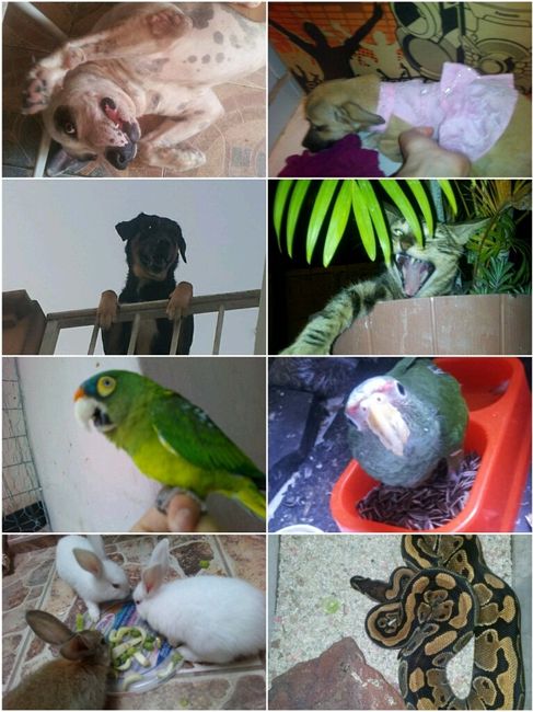 Mascotas? 10 ideas para integrarlas a tu boda! - 1
