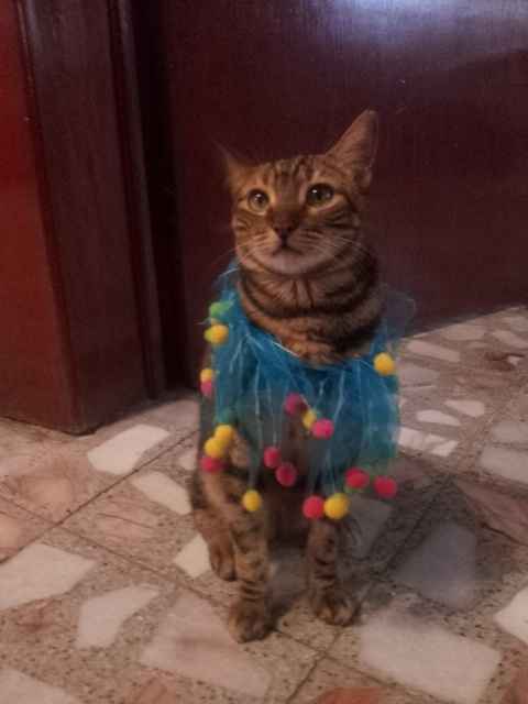 Presenten mascotas.... - 1
