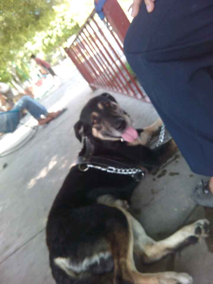 Presuman su foto... las mascotas!! - 2