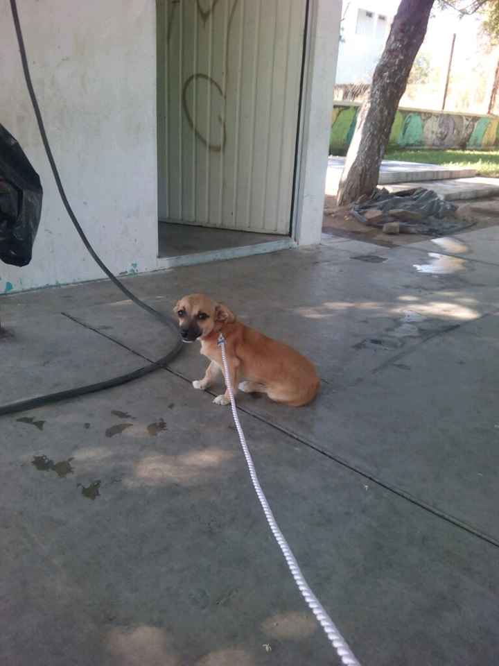Presuman su foto... las mascotas!! - 3