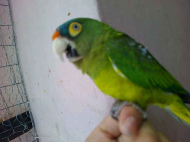 Presuman su foto... las mascotas!! - 4
