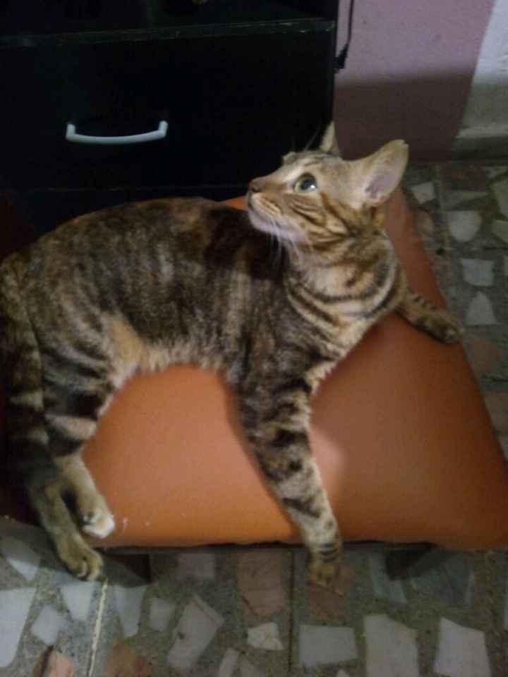 Presuman su foto... las mascotas!! - 5