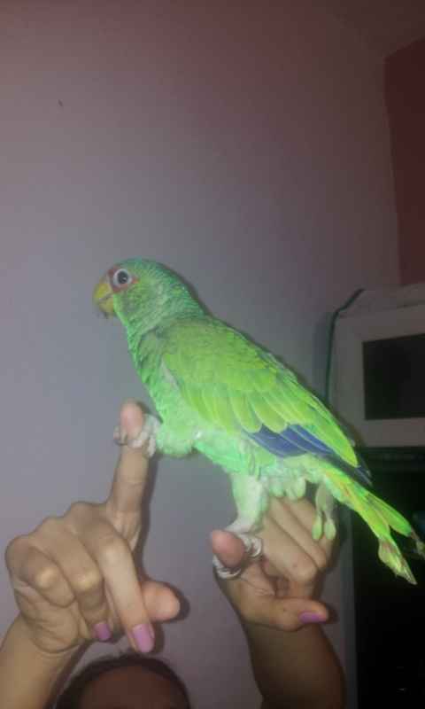 Presuman su foto... las mascotas!! - 6