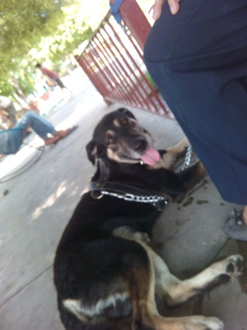 Presuman su foto... las mascotas!! - 2
