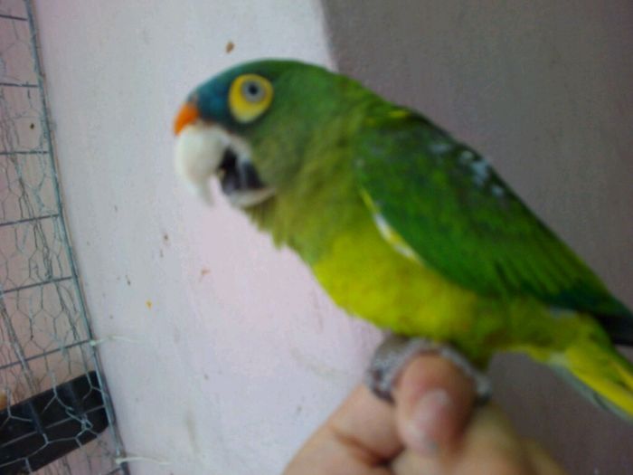 Presuman su foto... las mascotas!! - 4