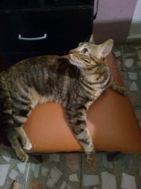 Presuman su foto... las mascotas!! - 5
