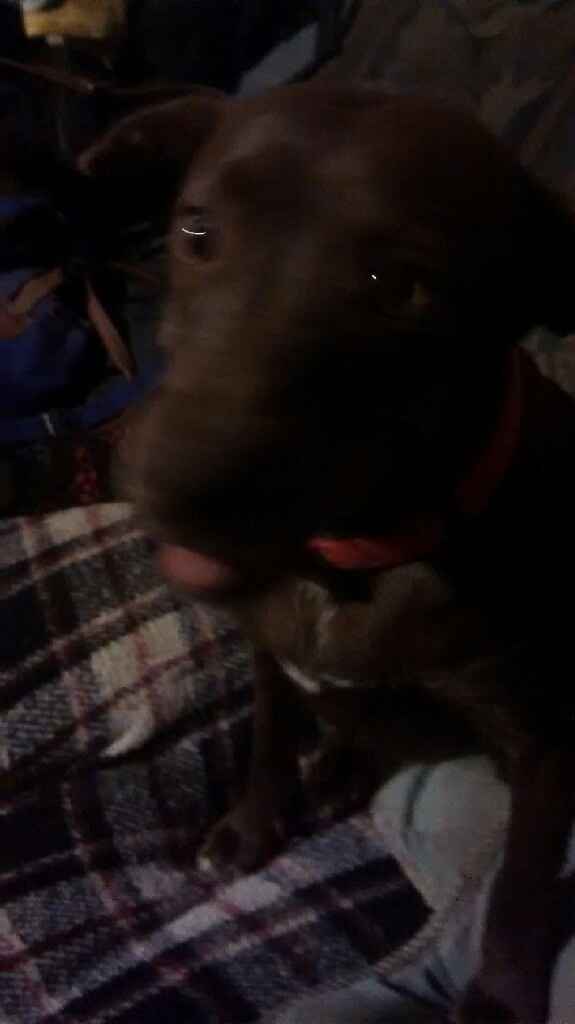 Tiempo de presumir a sus amigos peludos, quien tiene mascotas :d!! - 1