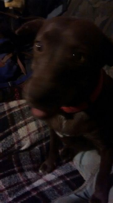 Tiempo de presumir a sus amigos peludos, quien tiene mascotas :d!! - 1