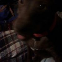 Tiempo de presumir a sus amigos peludos, quien tiene mascotas :d!! - 1