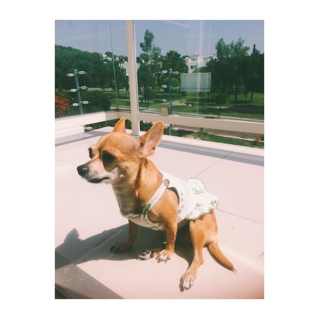  Perrihijos 😍🐶 - 2