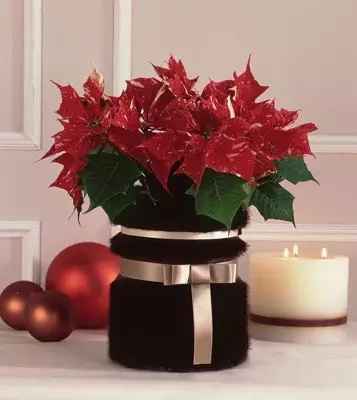 Quiero nochebuenas en mi boda - 5