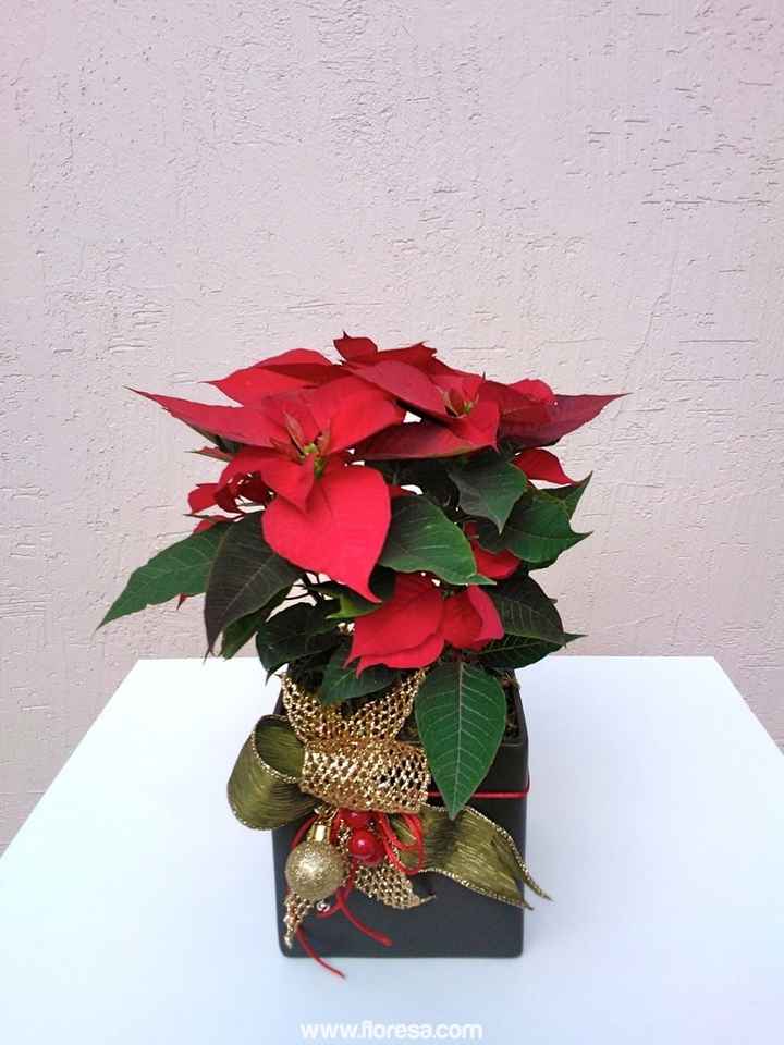 Quiero nochebuenas en mi boda - 6