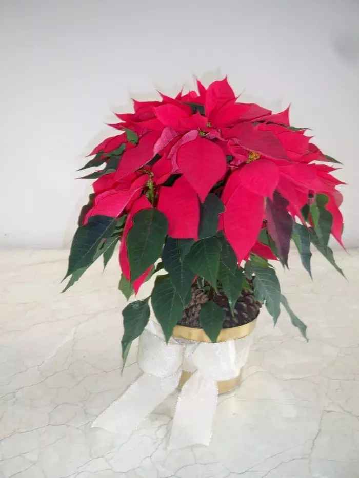 Quiero nochebuenas en mi boda - 9