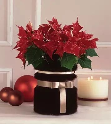 Quiero nochebuenas en mi boda - 5