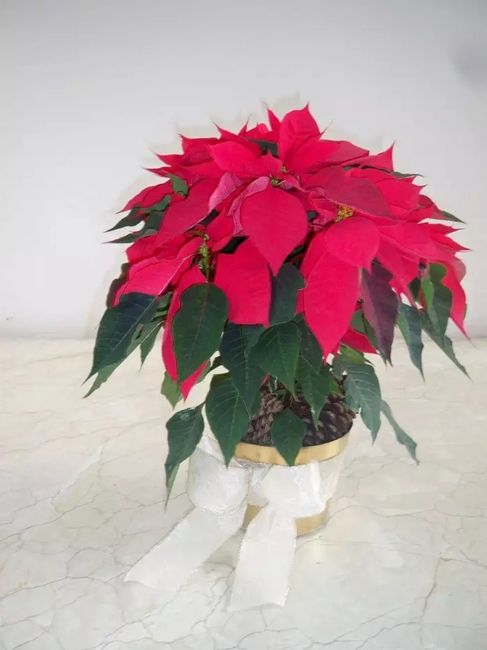 Quiero nochebuenas en mi boda - 9