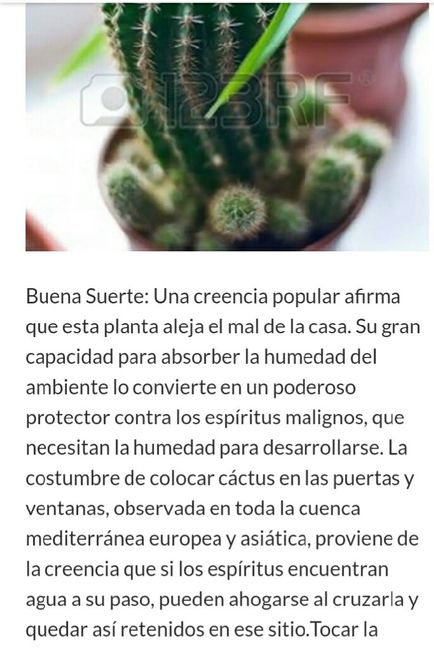 Recuerdo de cactus  de mala suerte - 1