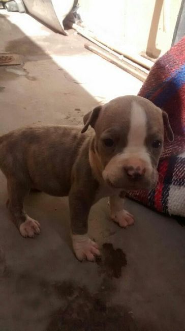 Tengo Nuevos Familia. - 2