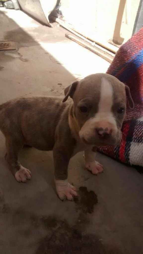 Tengo Nuevos Familia. - 2